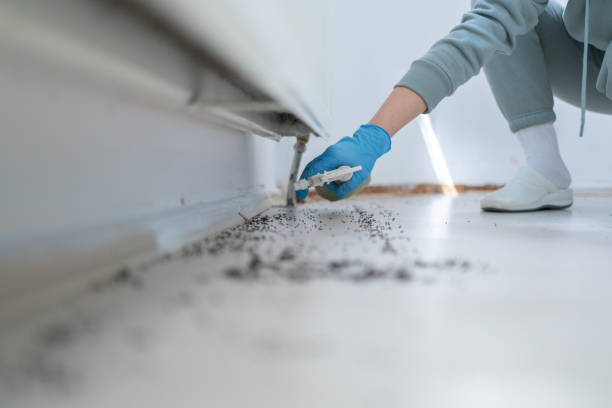 Best Local Pest Control Services  in Boulevard Gardens, FL